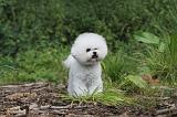 BICHON FRISE 170